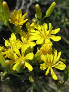 Crepis spp.